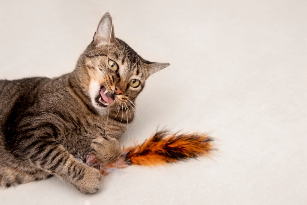 cat playing with a feathered toy 