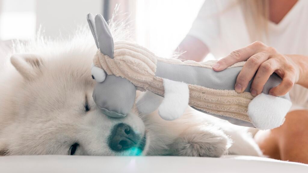 The 5 Types of Dog Toys Every Pup Needs for a Happier Life woman giving a dog his plush toy