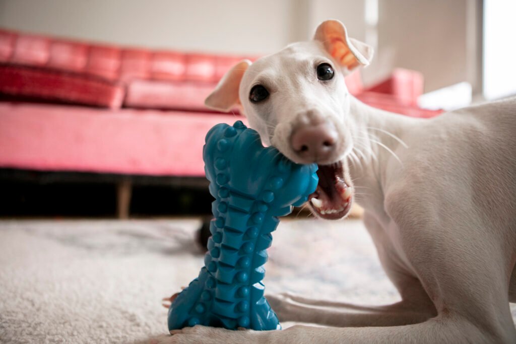 The 5 Types of Dog Toys Every Pup Needs for a Happier Life dog playing with a rubber chew toy in form of a toy