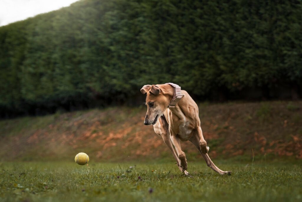 The 5 Types of Dog Toys Every Pup Needs for a Happier Life cute greyhound dog playing fetch outside with a ball