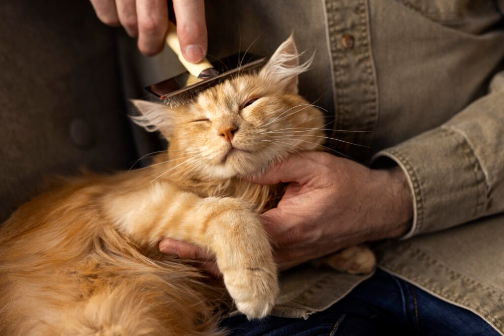 elderly person grooming a cat