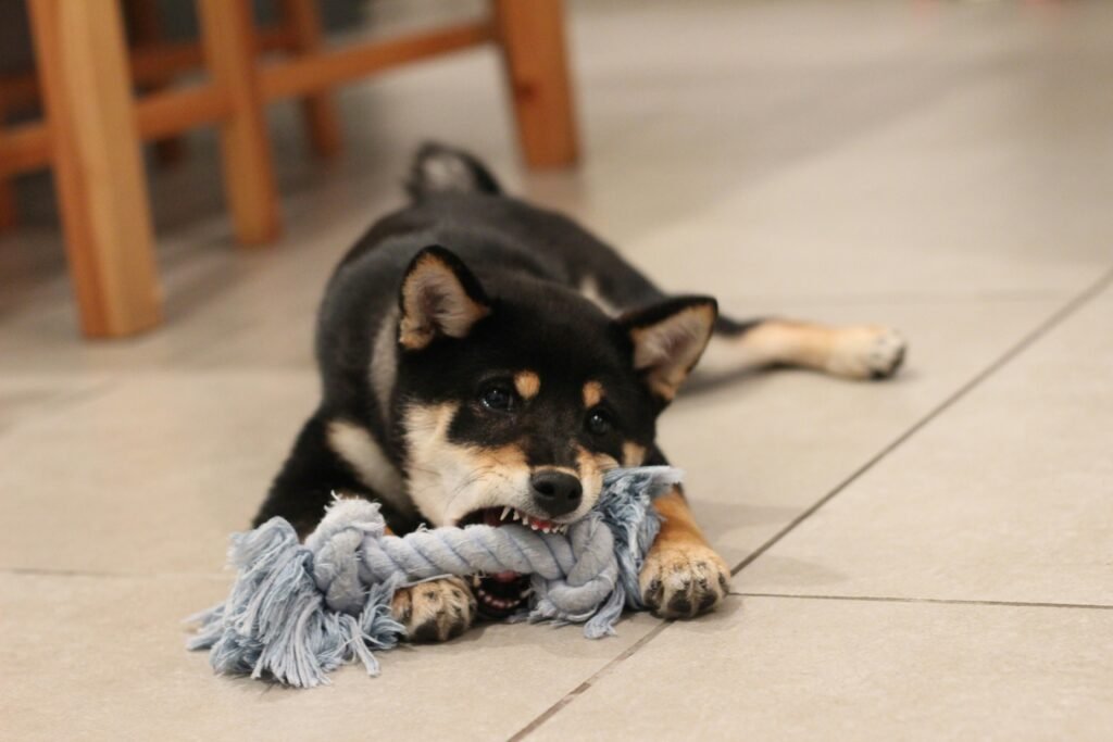 The 5 Types of Dog Toys Every Pup Needs for a Happier Life dog playing witha toy rope