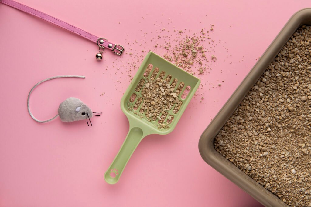 cat open litter box and litter