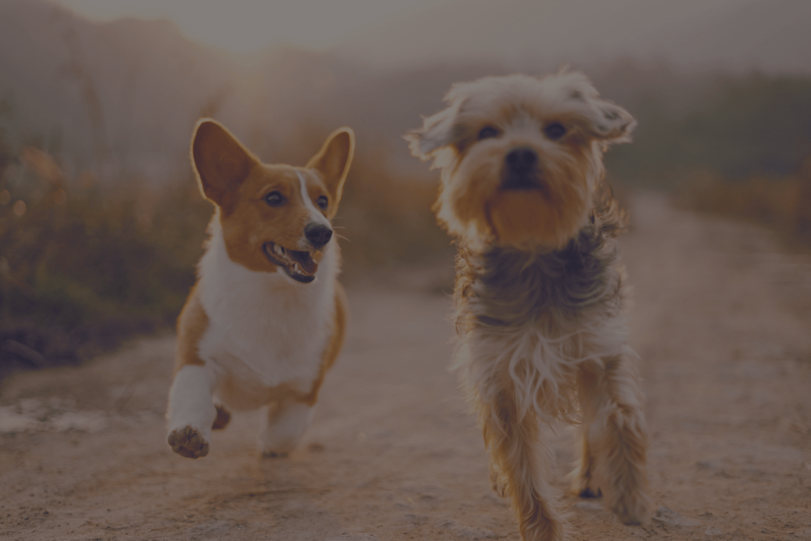 dogs running - Pet Life Daily. Discover the best for your pets.