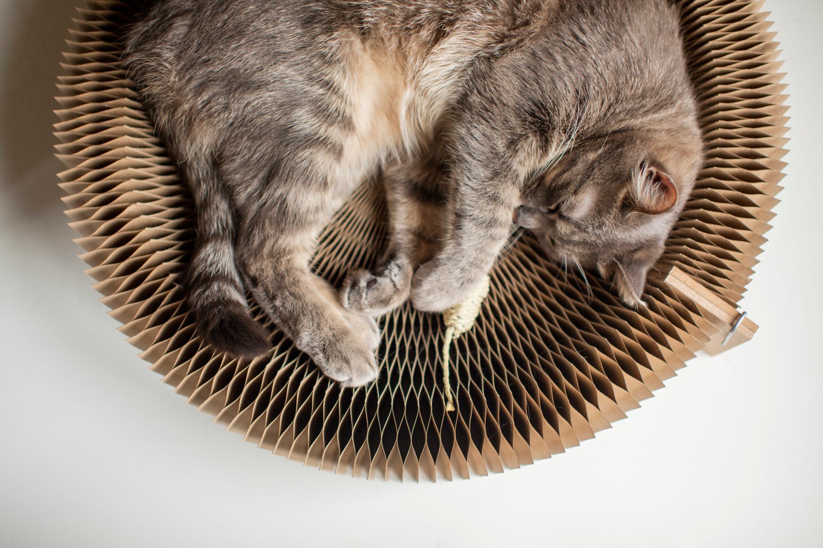 Stylish Cat Furniture That Blends with Your Home - pet care article on Pet Life Daily
