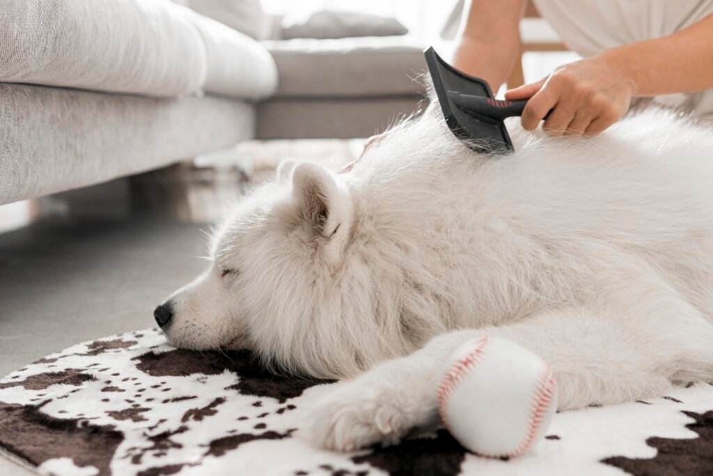 How To Keep Your Home Hair Free With a Shedding Pet White Fluffy dog grooming