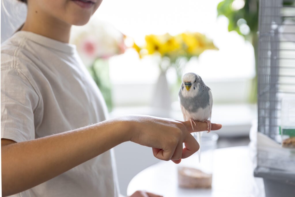 Girl holding a parrot. Best Parrot Toys That Keep Your Bird Happy and Busy. Pet Life Daily 