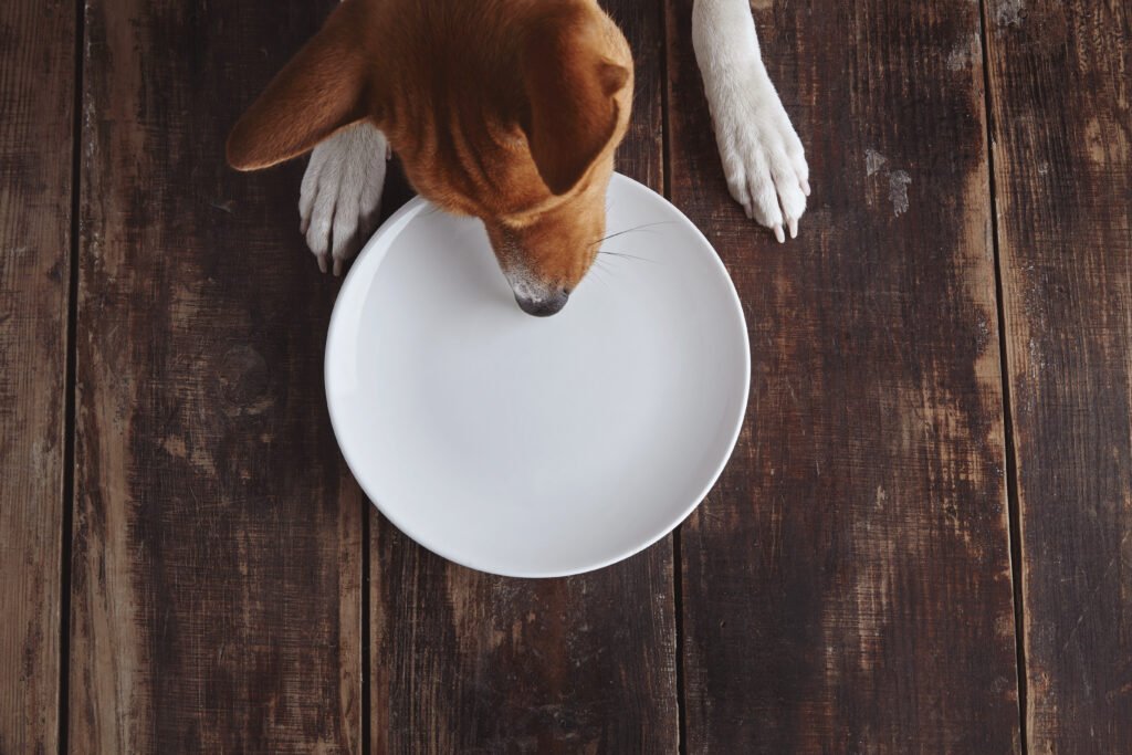 Dog tries to eat from empty ceramic plate on old vintage brushed wooden table with white top view. Why Are Dogs Eating Too Fast and How To Slow Them Down
