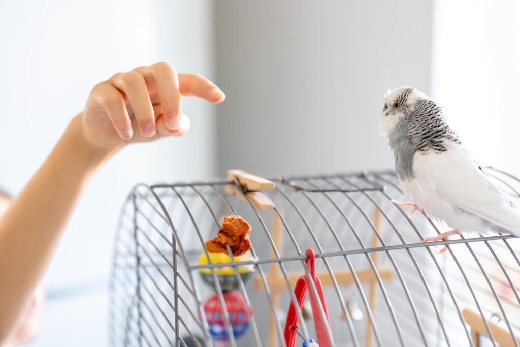 How to Turn a Bird Cage Setup Into a Space Your Bird Loves