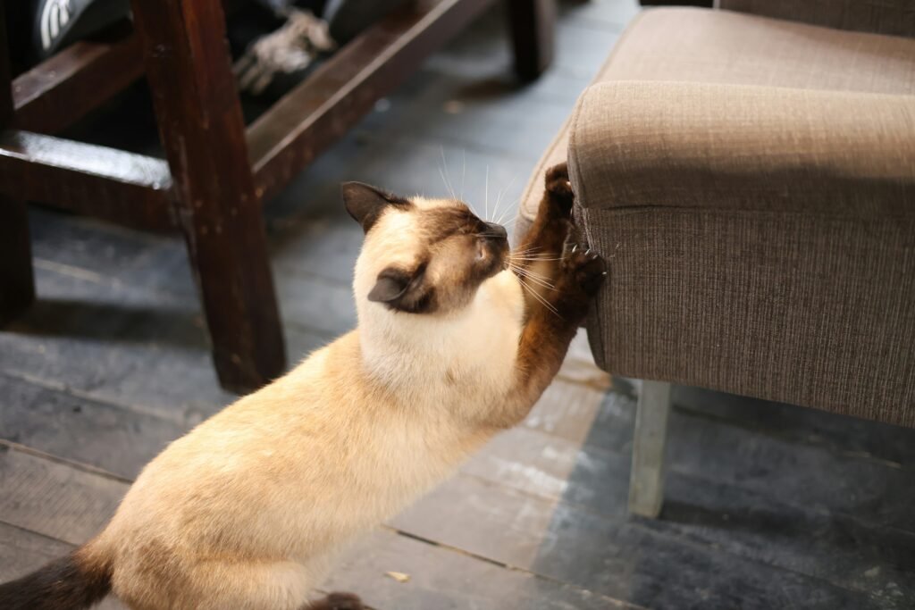Stylish Cat Scratching Posts That Finally Solve the Furniture Problem