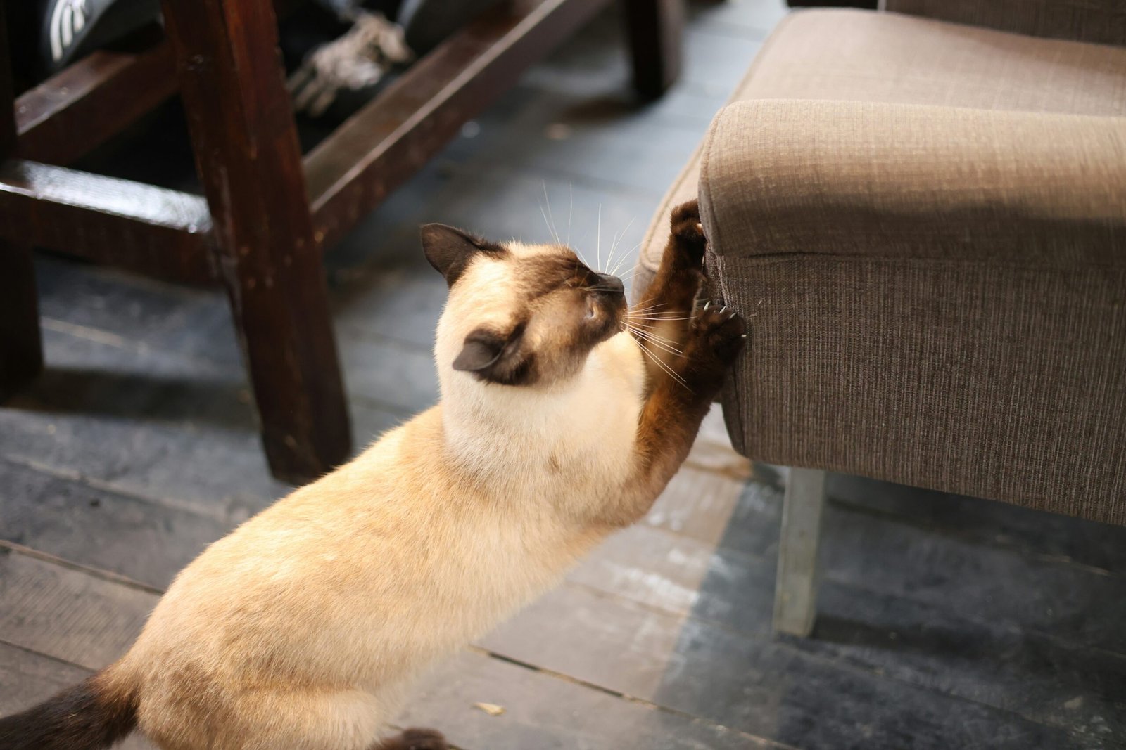 Stylish Cat Scratching Posts