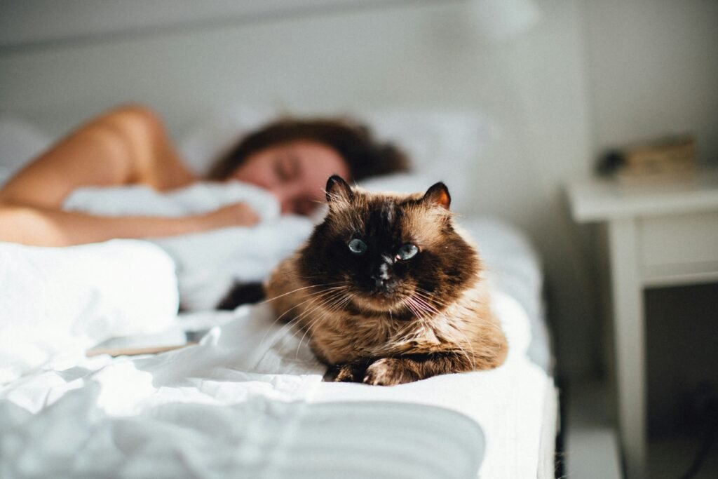cat wakes me up at 5am