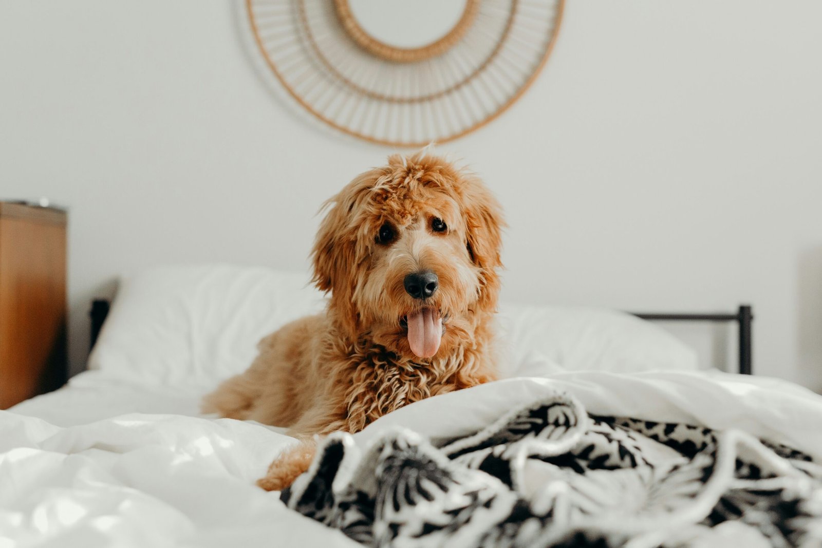 Shop Dog Collections