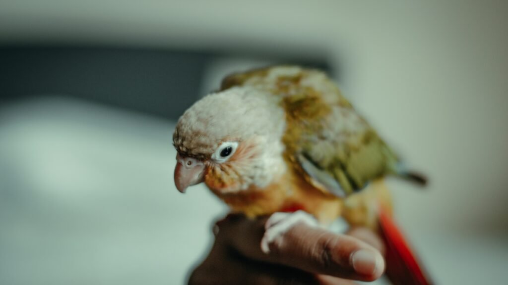 The Daily Pet Bird Routine That Keeps Them Happy and Calm