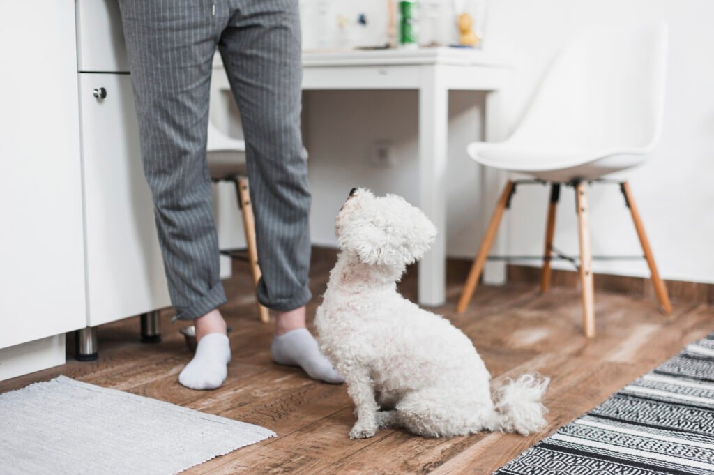 How to Calm Dog When Visitors Come Over Without Stress