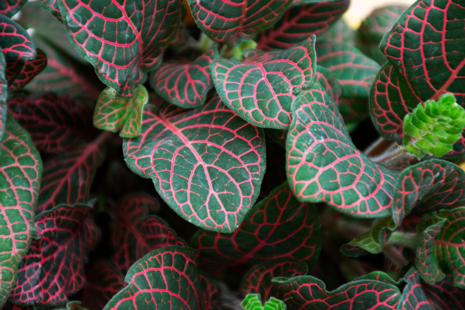 Fittonia