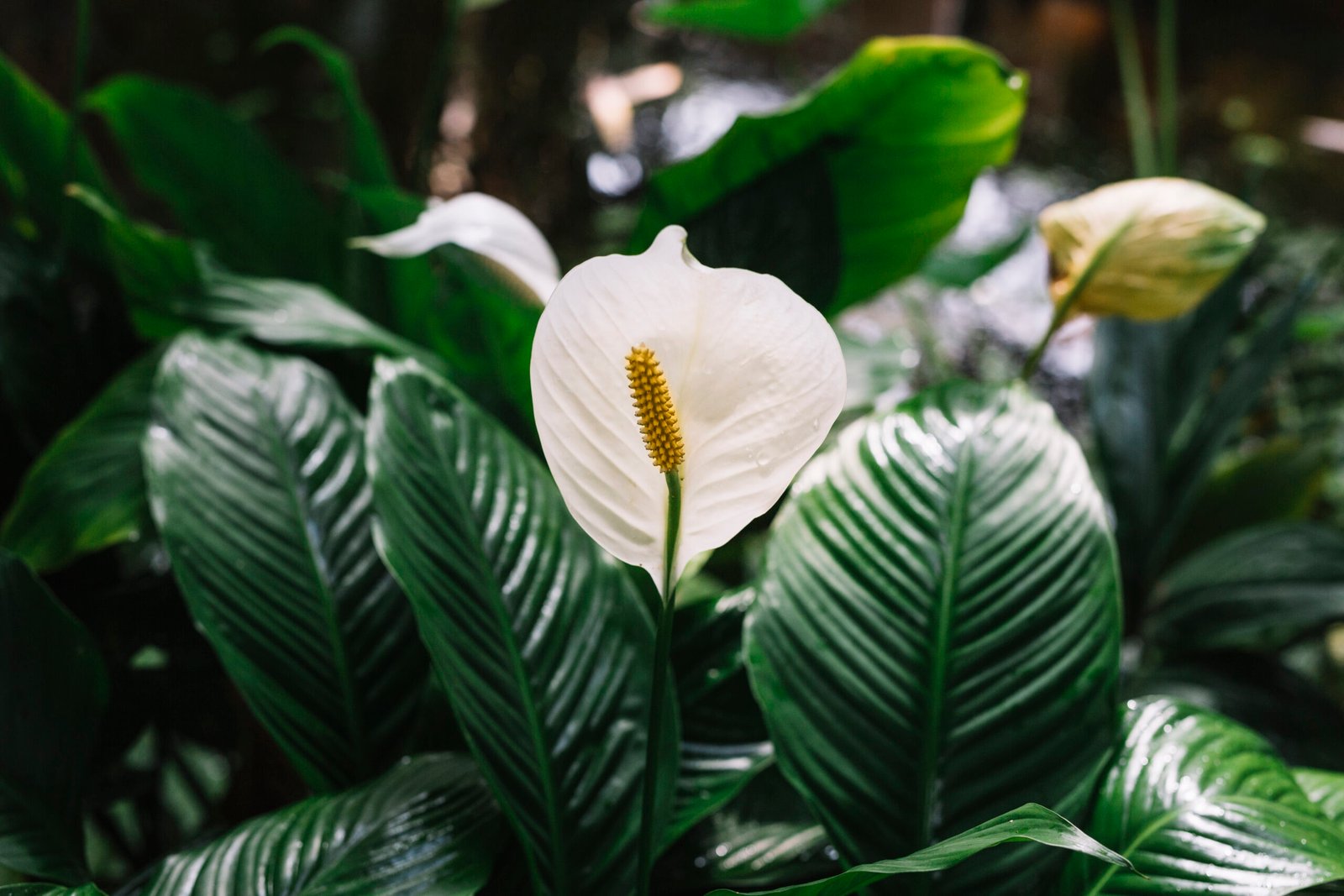 Peace Lily plant