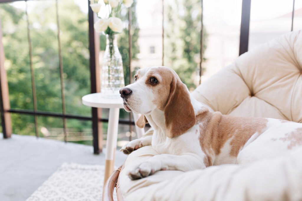 How To Make Your Home Smell Better With Dogs
