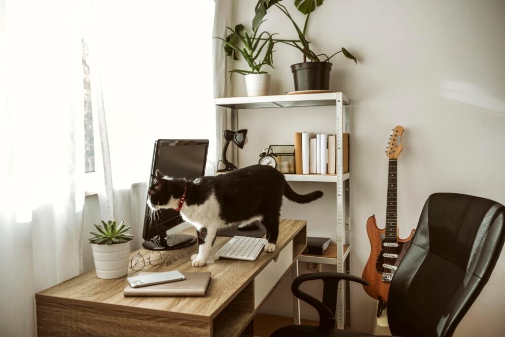 Cat Friendly Apartment Misyakes that Stress indoor cats