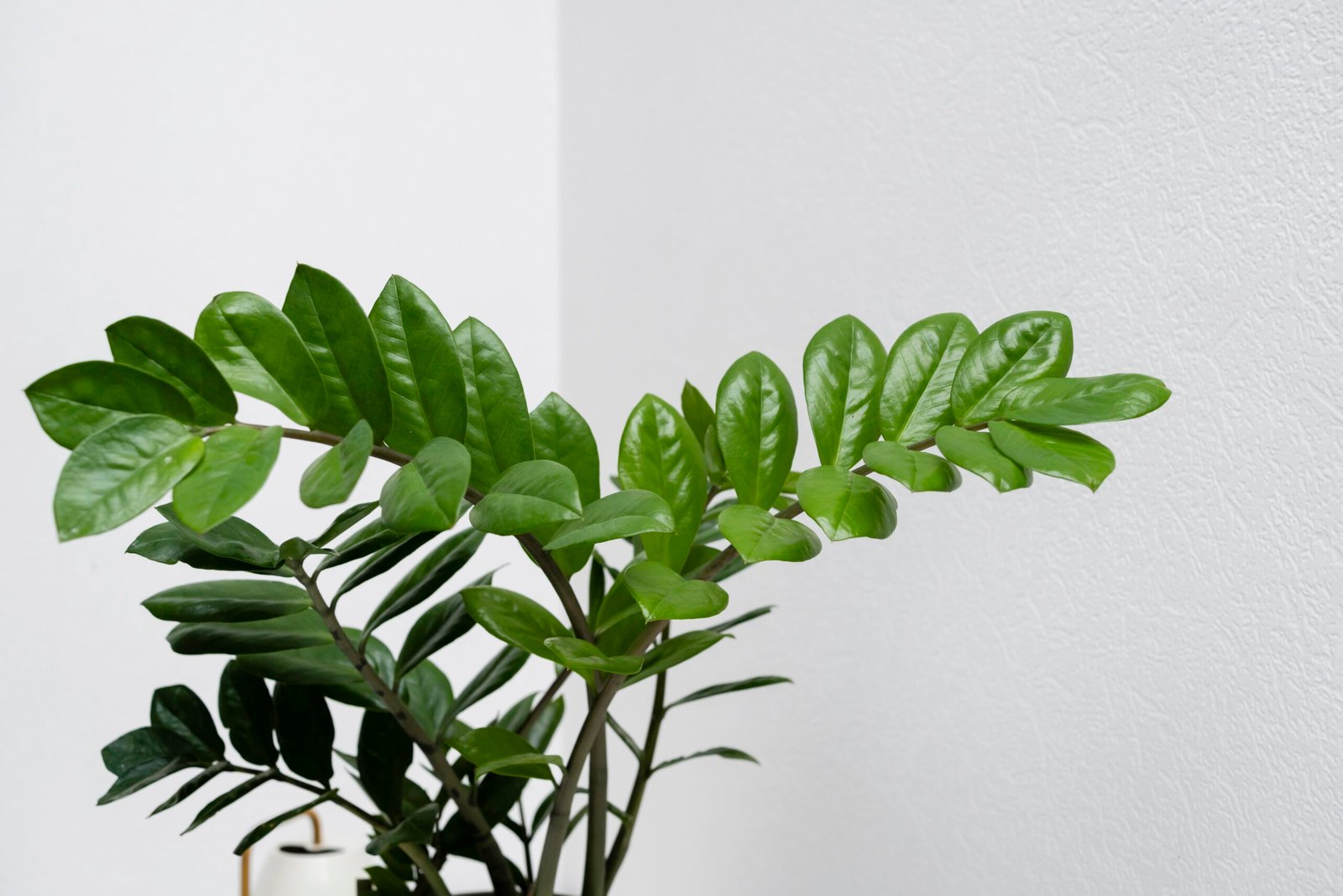 ZZ Plant