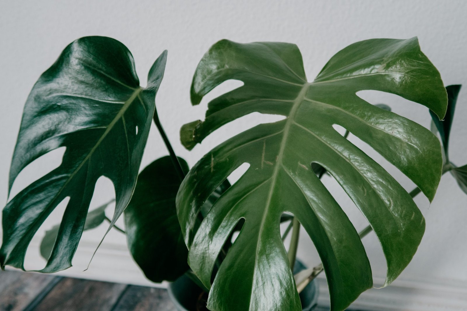 Monstera plant
