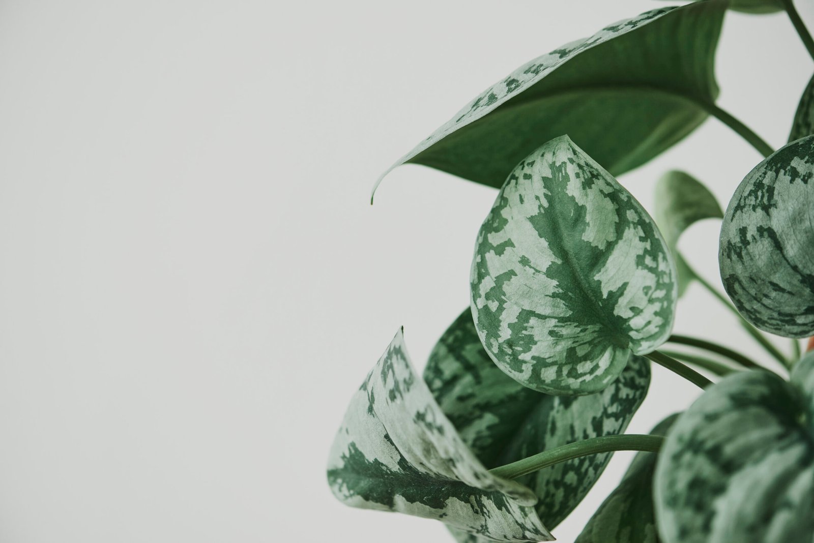 Pothos plant