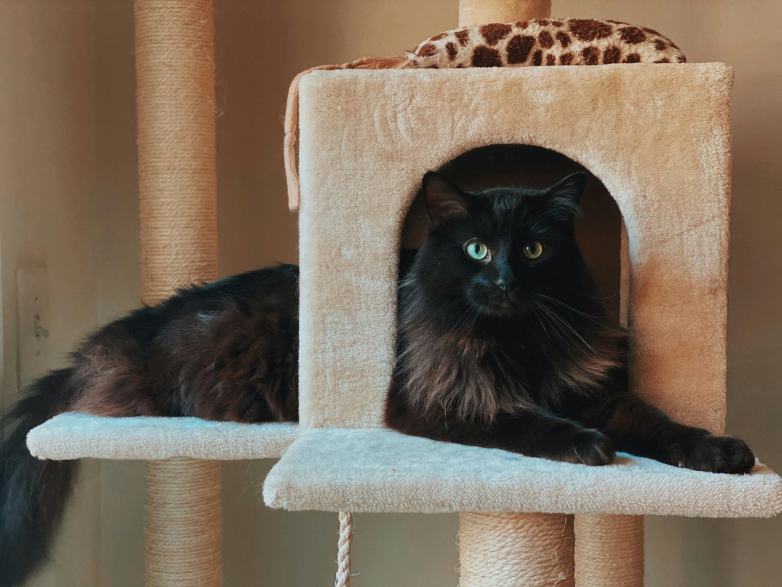 Cat in a bright modern home interior