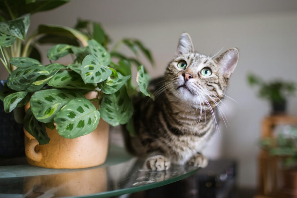 Pet-Friendly Plants That Make Your Home Feel Stylish and Alive