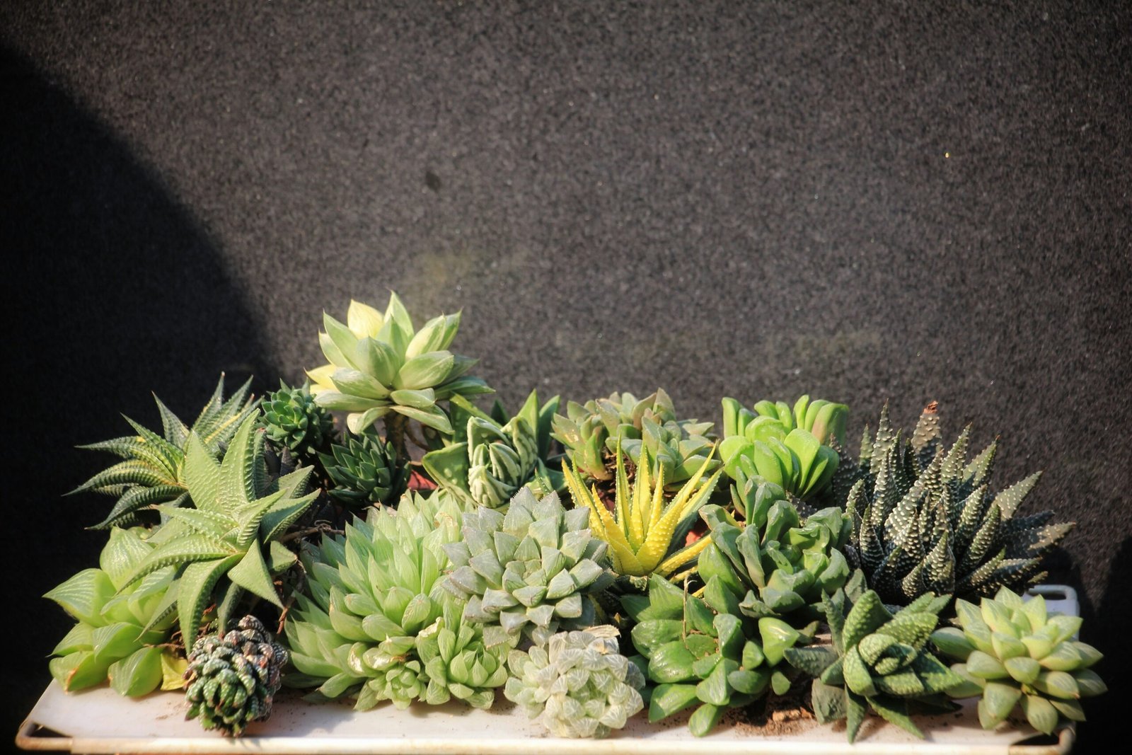 Haworthia