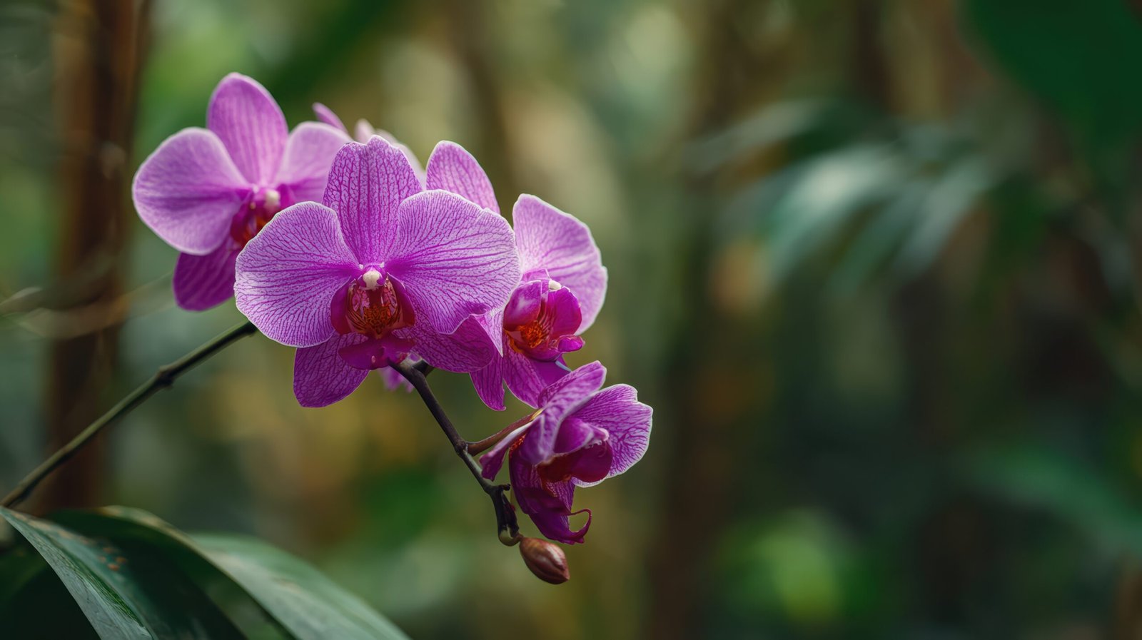 Orchid