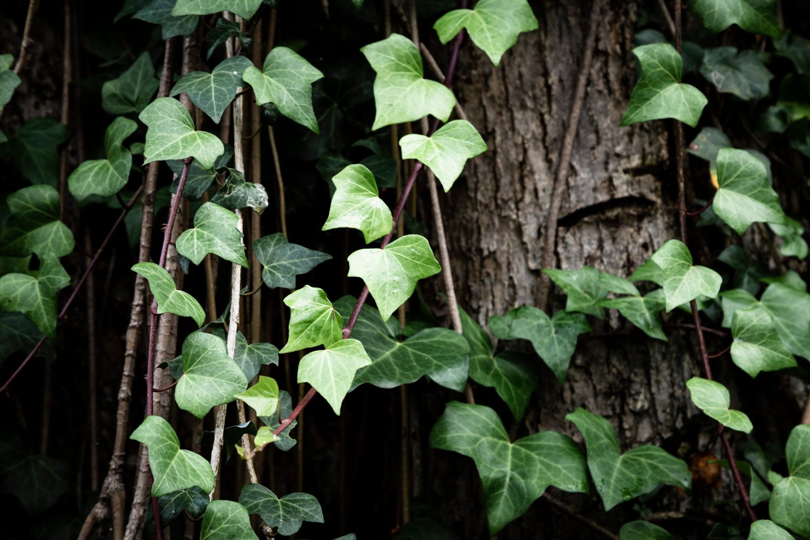 English Ivy