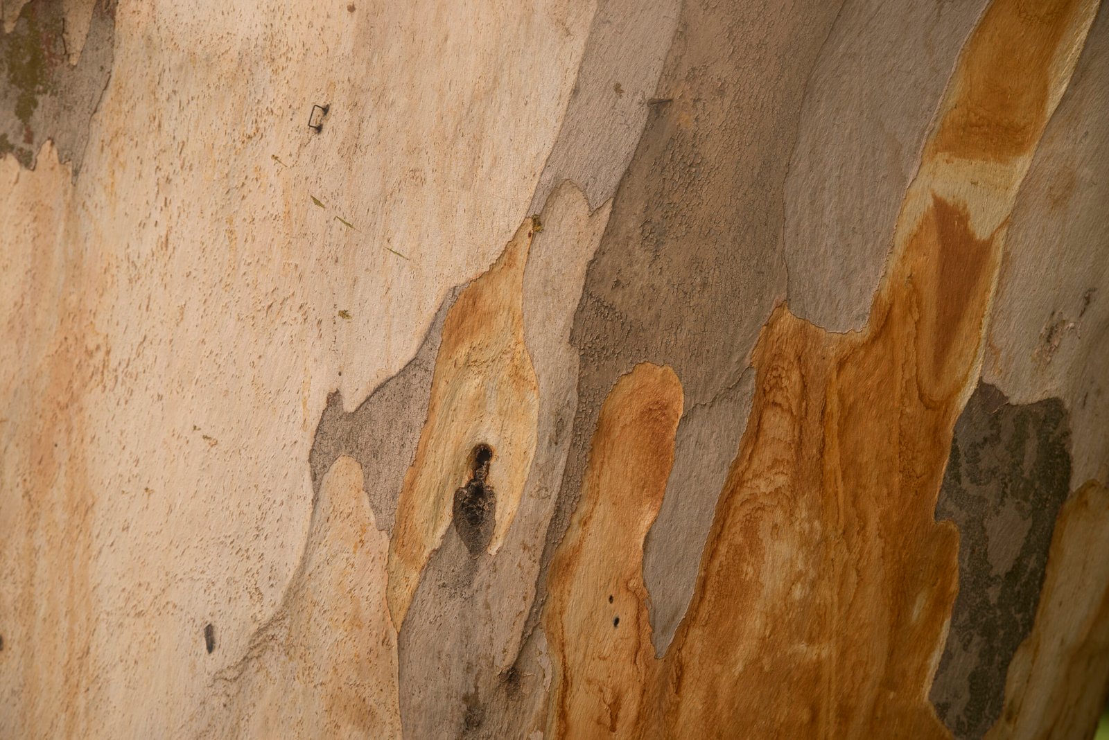 Natural wood tones swatch