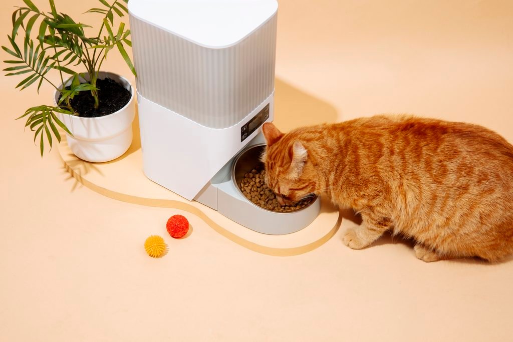 Best Automatic Cat Feeders for a More Convenient Feeding Routine